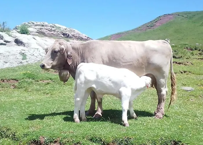 Atico La Flor Del Sol Lägenhet Canfranc
